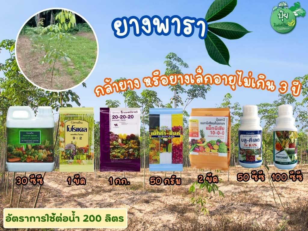 ปุ๋ยยางพารา ยางเล็ก 